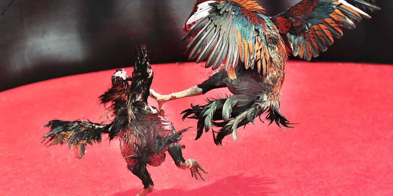 Đá gà Fun88 mẹo nâng cao